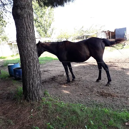 Gospodarstwo agroturystyczne La Ravegnana Casa Ottani