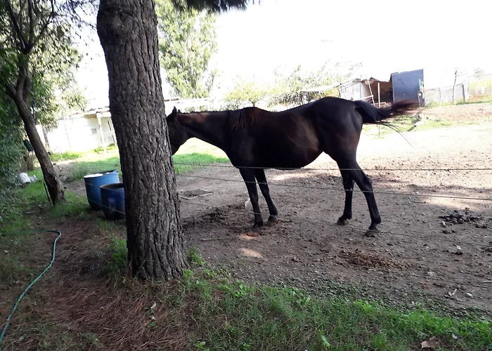 Farmház La Ravegnana Casa Ottani